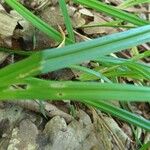 Carex pilosa Frunză