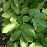 Aralia racemosa Leaf