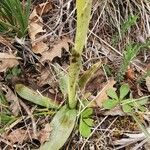 Ophrys × arachnitiformis Frunză