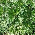 Artemisia vulgaris Leaf
