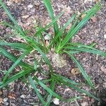 Cyperus rotundus 叶