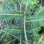 Abies cephalonica Folha