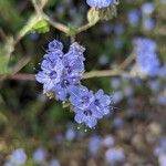 Phacelia distans Kukka