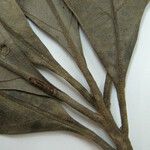 Ocotea amazonica Máis