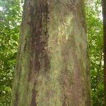 Eperua rubiginosa Corteza