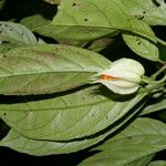 Drymonia warszewicziana 花