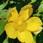 Hypericum × hidcoteense ফুল