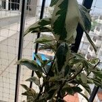 Ficus benjamina Yaprak