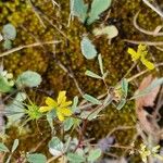 Trigonella esculenta Çiçek