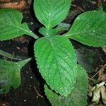 Plectranthus barbatusLeaf