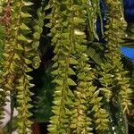 Huperzia phlegmaria Hoja