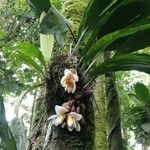 Stanhopea ecornuta Flor