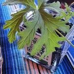 Pelargonium citronellum Blad