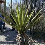 Yucca schidigera Frunză