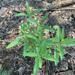 Salvia azurea Hoja