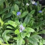 Myosotis martini花