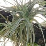 Tillandsia latifolia Levél