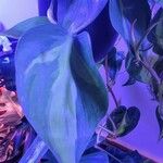 Philodendron cordatum Yaprak