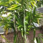 Areca triandra ശീലം