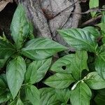 Spigelia humboldtiana 葉
