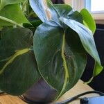 Philodendron cordatumFolha