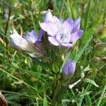 Gentianella ramosa Floare