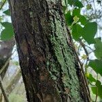 Salix laggeri 树皮