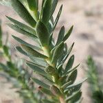 Euphorbia paralias Foglia