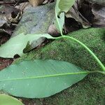 Garcinia intermedia Leaf