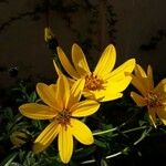 Helianthus tuberosusFlower