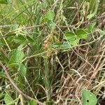 Rhynchosia minima Leaf