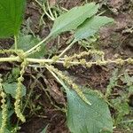 Amaranthus blitum Habitatea