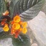 Chrysothemis pulchella Flor
