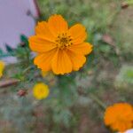 Cosmos caudatusBlüte