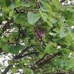 Cercis griffithii Fuelha