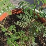 Clianthus puniceus Hoja