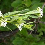 Declieuxia fruticosa Flower