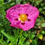 Cistus × purpureus Květ