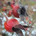 Rosa villosa Fruit