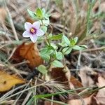 Lysimachia foemina Fula