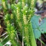 Huperzia selago Leaf