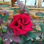Rosa chinensis Flower