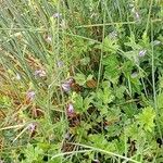 Scutellaria galericulata Elinympäristö