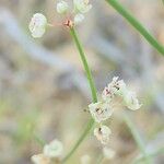 Calligonum polygonoides Fleur