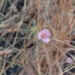 Canscora diffusa Flor