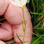 Gagea serotina Ekosanga