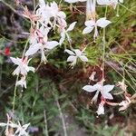 Oenothera gauraCvet