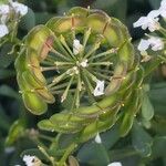 Iberis semperflorens Meyve