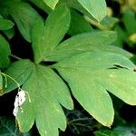 Lamprocapnos spectabilis Leaf