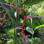 Heliconia metallica Blomst